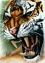 Bengal Tiger