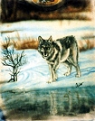Wolf In Snow